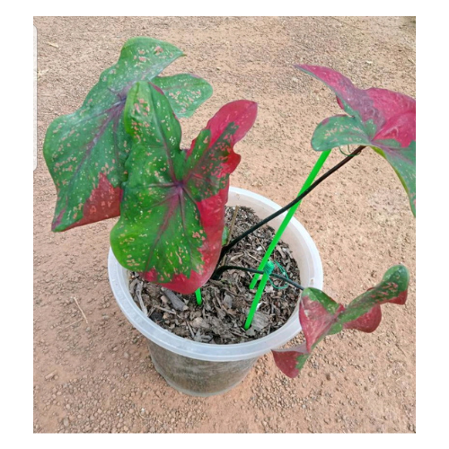 ลวดมัดต้นไม้ ลวดผูกต้นไม้ ลวดขึงสแลน ลวดเพาะชำ ลวดผูกป้าย ลวดบอนไซ ลวดคล้องป้าย ลวดมัดงานเกษตร ลวดลวดมัดสแลน หุ้มแบบกลม-บจก.พลาสติกแอนด์ไวร์โปรดัก SKU-00118