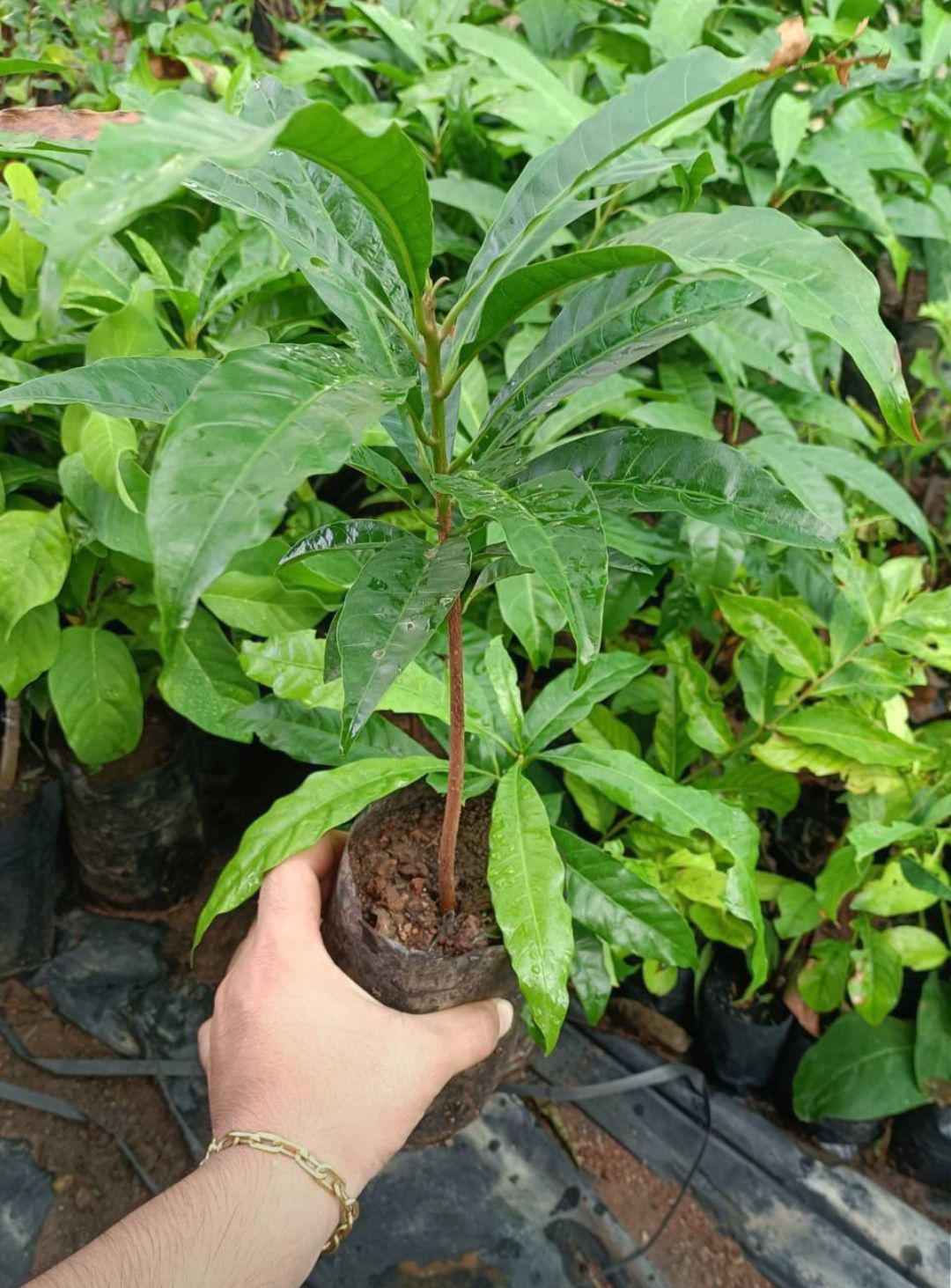 #ต้นเซียนท้อซาลาเปา ผลกลมน่ารับประทาน ต้นสวยพร้อมส่ง