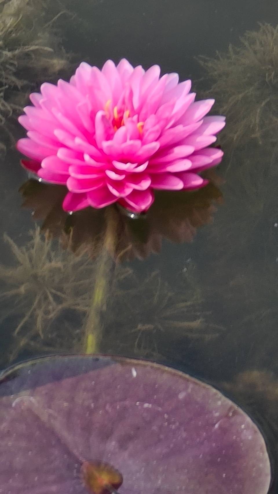 บัว มาลิกาญจน์ Malikarn บัวฝรั่งดอกช้อนสวยงาม