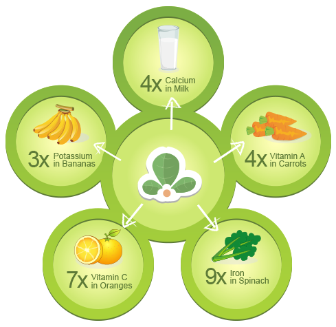 ผงใบมะรุม เกรดพรีเมี่ยม / Premium Moringa Leaf powder (India)