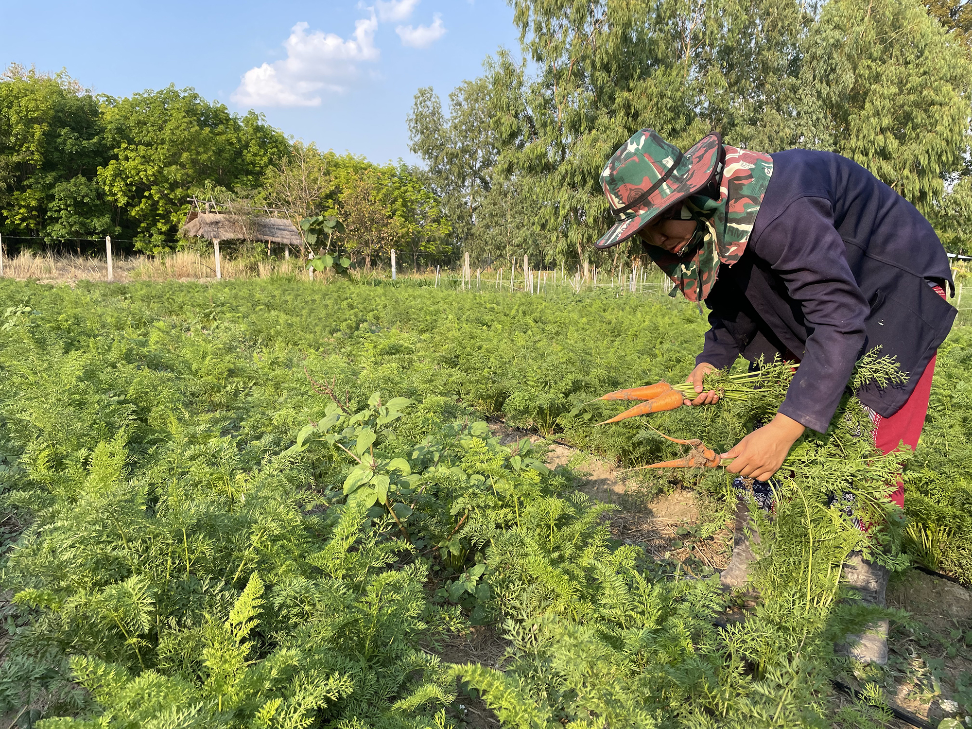 เบบี้แครอท Baby Carrots (ผักสด Sizeขนาดกลาง) บรรจุ 500กรัม