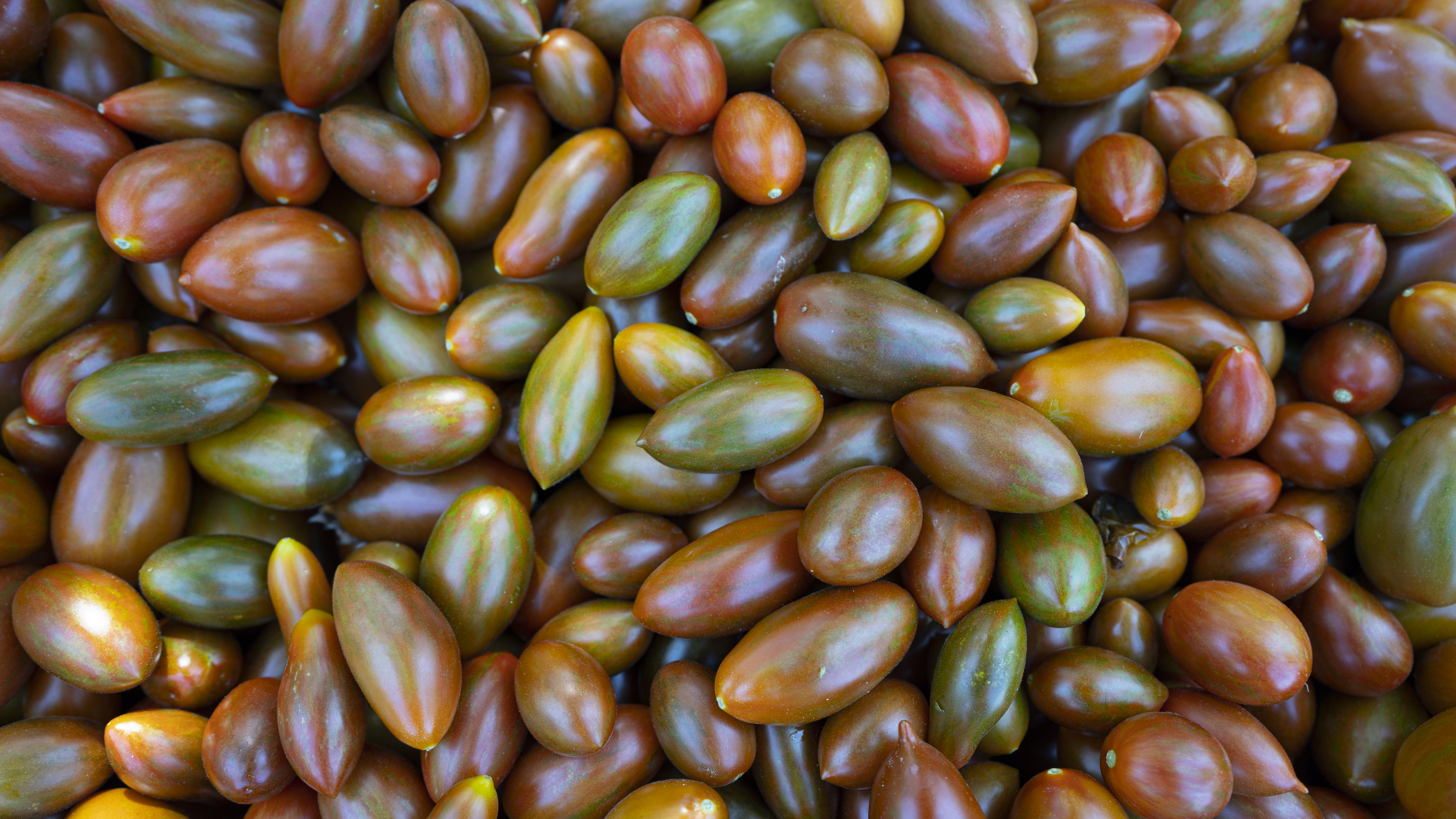 มะเขือเทศราชินีอินทรีย์ หลากสี (สีแดง สีเหลือง สีม่วง) บรรจุ500กรัม