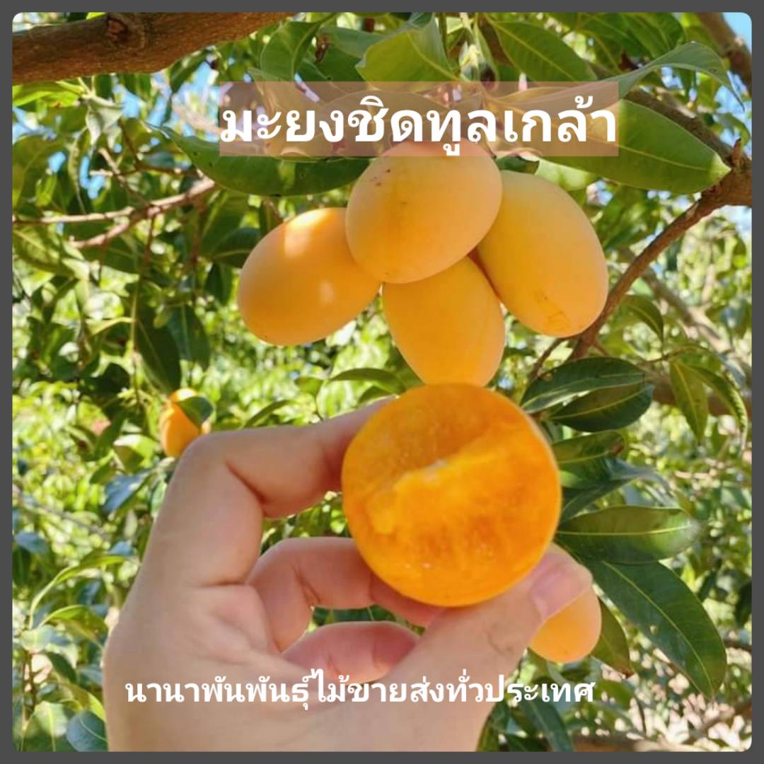 ต้นมะยงชิดทูลเกล้าหรือมะยงชิดไข่ไก่ ต้นทาบสวยๆพร้อมส่งคะ