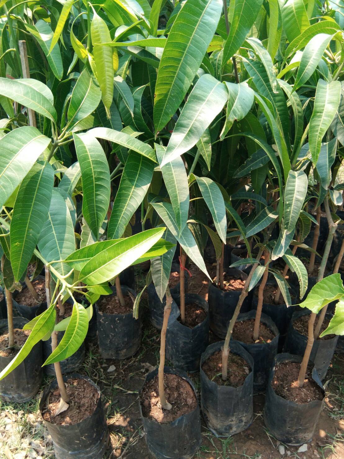 ต้นมะม่วงงาช้างแดง