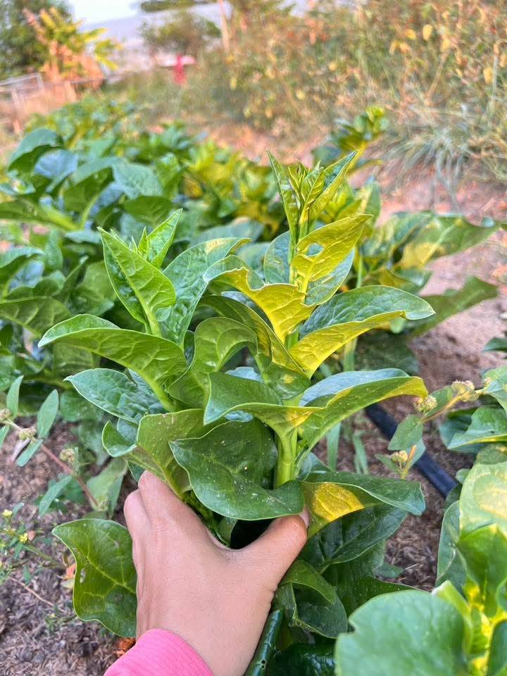 ผักปัง 500 กรัม ผักปังออแกนิค