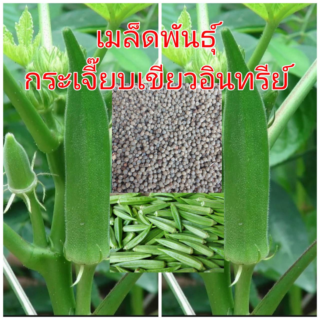 เมล็ดพันธุ์ กระเจี๊ยบเขียวอินทรีย์ 1 ช้อนโต๊ะ