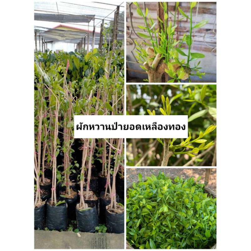 🍀🍀ผักหวานป่ายอดเหลืองทอง ถุงชำพร้อมปลูก