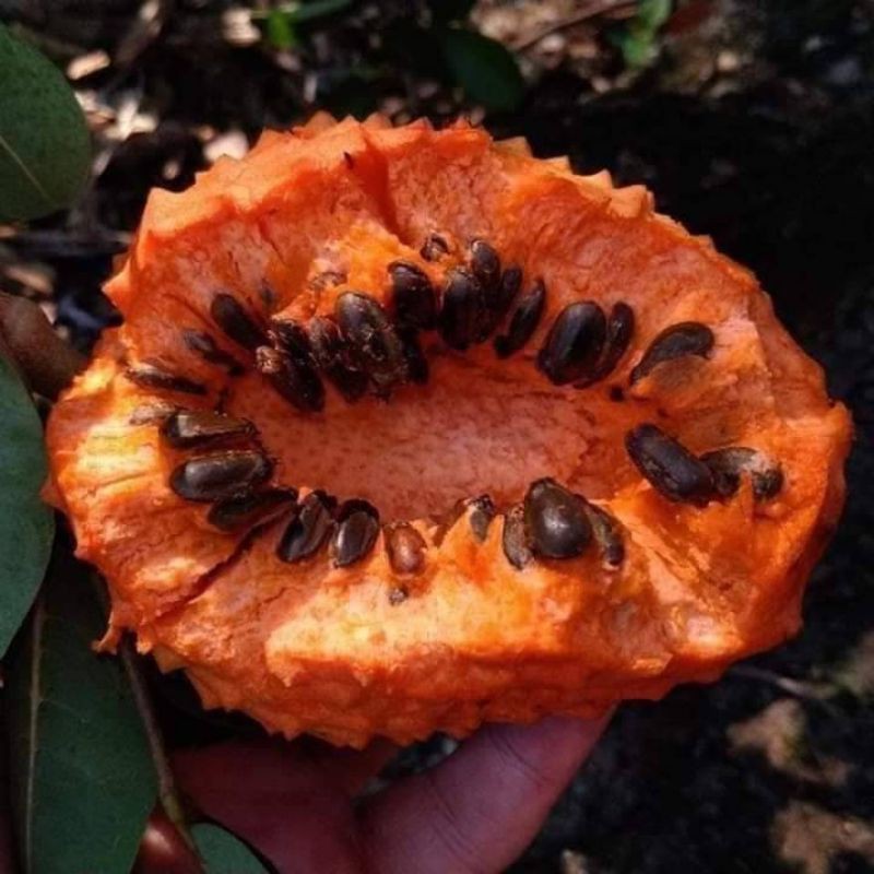 💥#น้อนหน่าส้ม #น้อยหน่ากาบาหรือGlabra pon apple