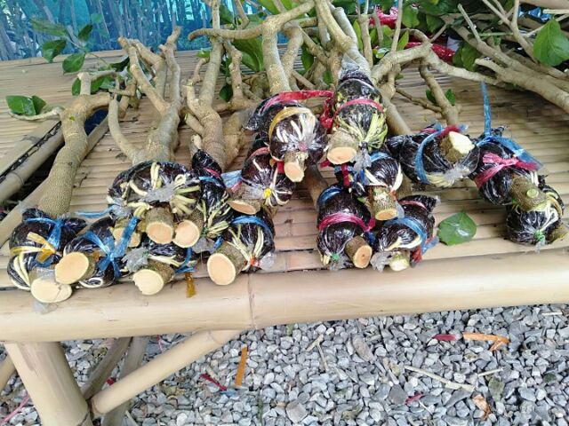 กิ่งตอนผักหวานป่า ผักหวานป่า รากแน่นๆพร้อมส่ง