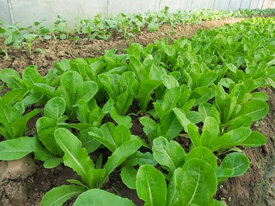 สลัดรวม กรีนโอ๊ค อินทรีย์ 500 กรัม