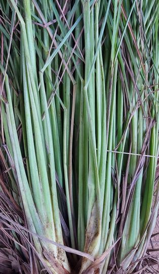 ตะไคร้ ไร้สารพิษ บรรจุ 500กรัม