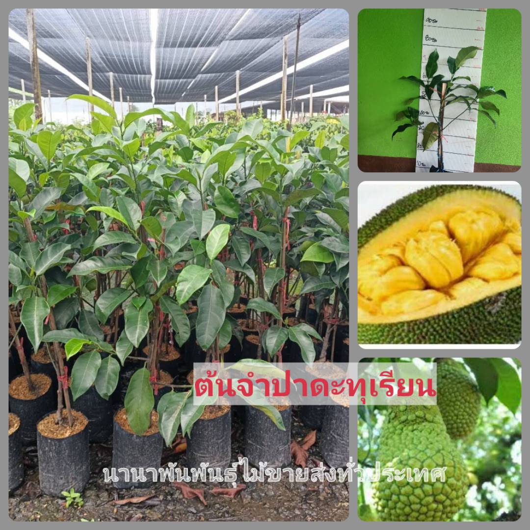 ต้นจำปาดะทุเรียน จำปาดะ กิลิ่นทุเรียน หอมหวานอร่อย ต้นพันธุ์ทาบกิ่ง พร้อมส่งคะ
