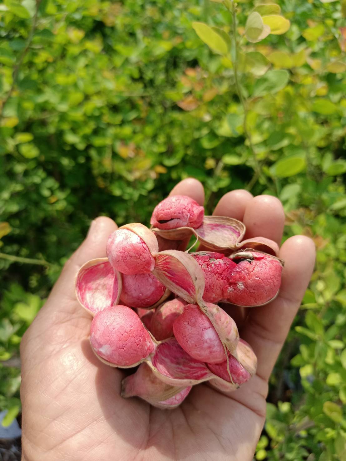 #ต้นมะขามเทศสีชมพู ฝักใหญ่ ผลดก ต้นตอนกิ่ง พร้อมส่งคะ