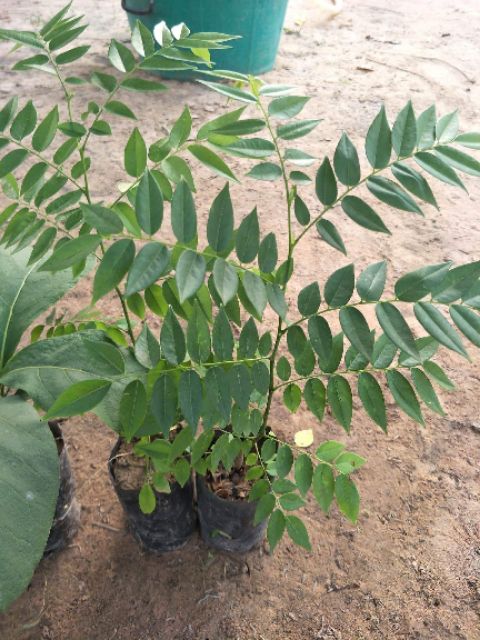 🍀#ต้นพยุงไหหลำ ไม้ป่า ไม้เศรษฐกิจขนาด25-30ซม.