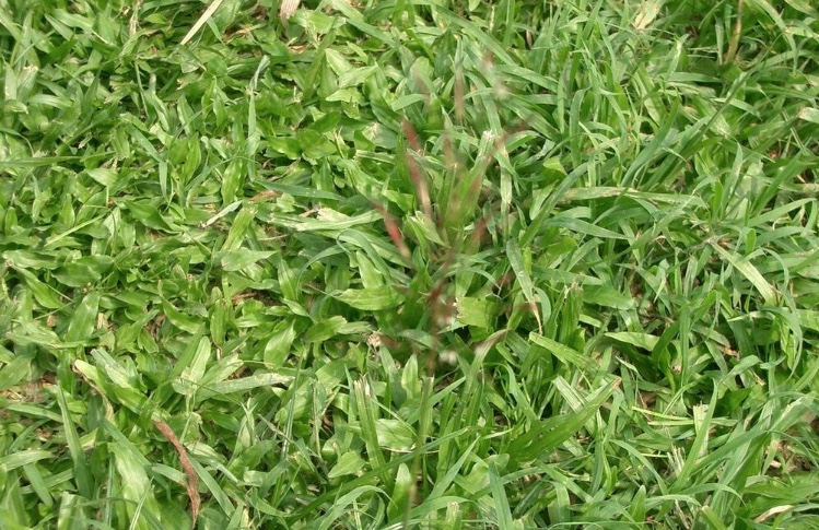 (500กรัม)เมล็ดหญ้ามาเลย์,หญ้าพรมใบอ้วน,หญ้าหลุยเซียน่า-หญ้ามาเลเซีย พร้อมคู่มือและฮอโมนแช่เมล็ด