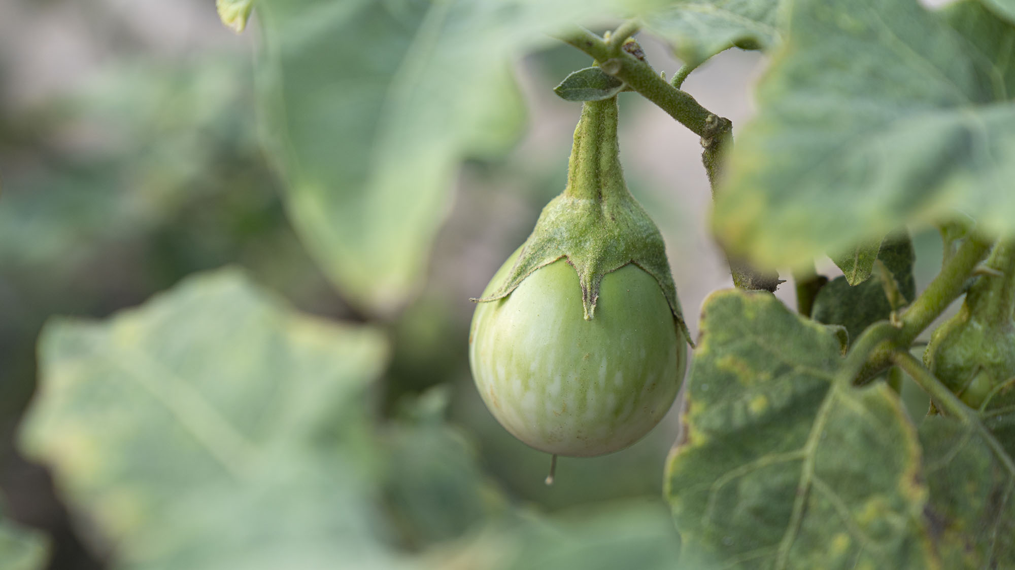 มะเขือแกงเขียวหวาน (มะเขือเปราะ) บรรจุ 500กรัม