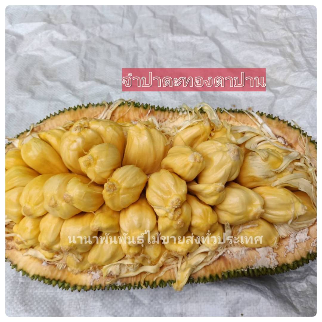 ต้นจำปาดะทองตาปาน จำปาดะรสชาดหวาน เนื้อละมุนอร่อยขอบอก ต้นทาบพร้อมส่งคะ