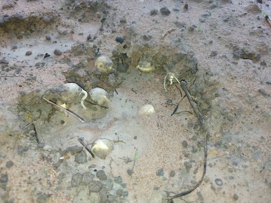 เมล็ดผักหวานป่างอก ชุด 20 เมล็ด