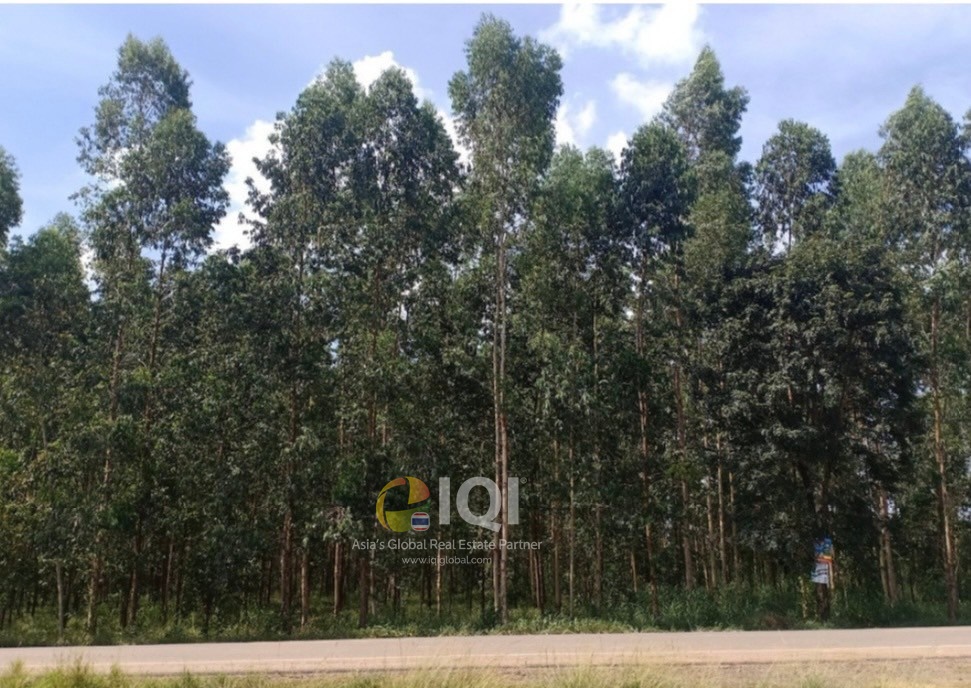 ขายที่ดิน 38 -1 -7 ไร่ อำเภอศรีมหาโพธิ ปราจีนบุรี ห่างทางหลวงหมายเลข 304 เพียง 1.50 กม.