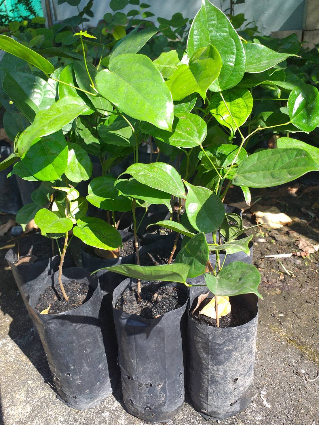 ต้นย่านางแดง