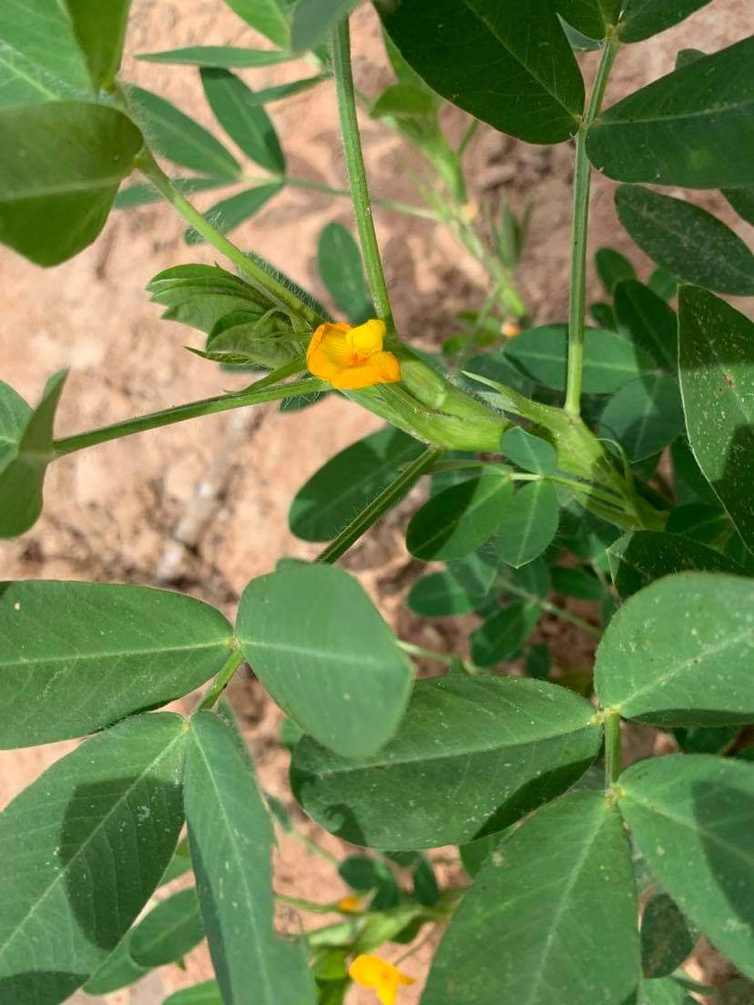 ถั่วลิสงสดอินทรีย์ไร้สารพิษ 1kg