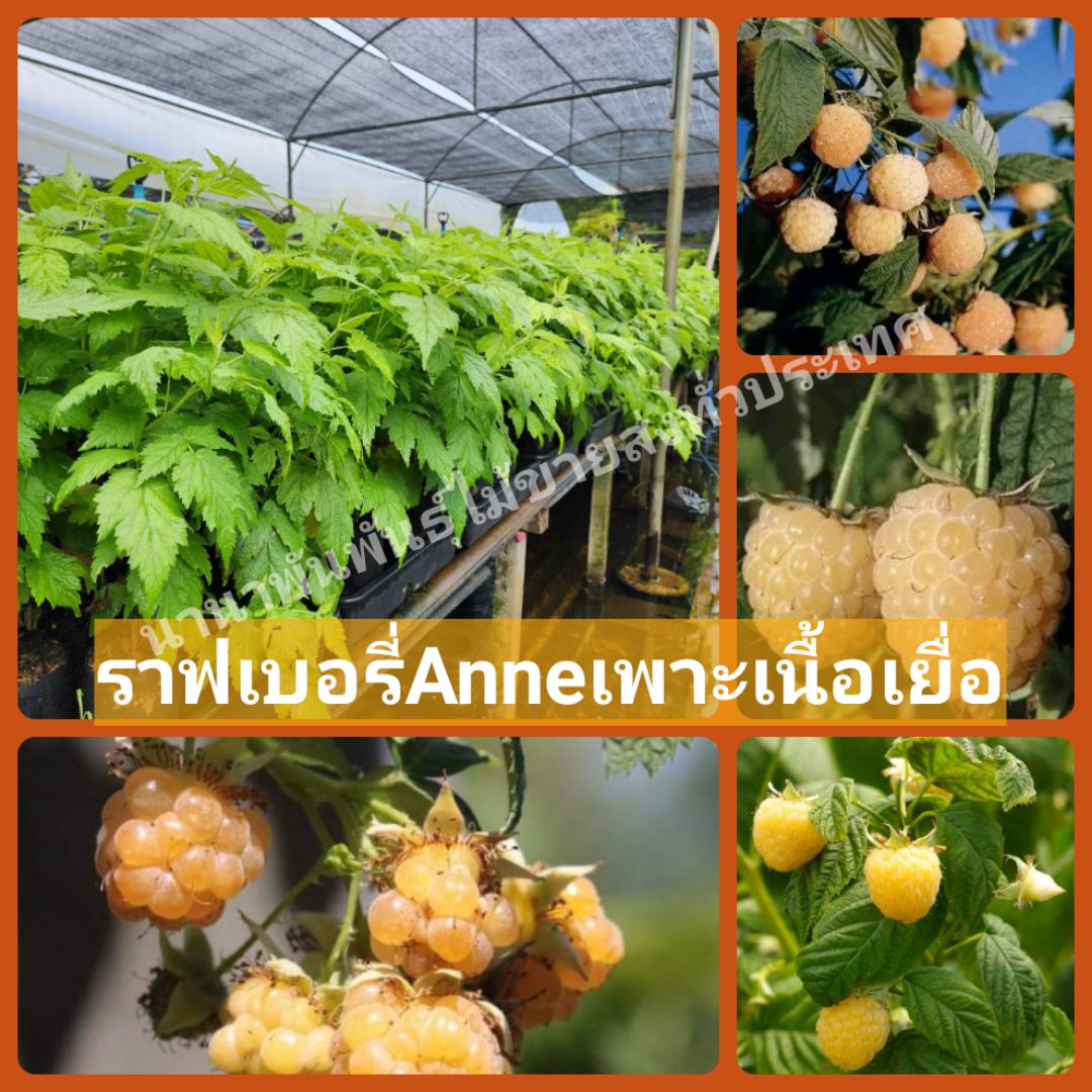 🪴#ต้นราสเบอรี่ Anne ผลเหลืองเพาะเนื้อเยื่อสวยๆจ้า