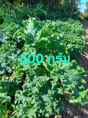 ผักเคล หรือ คะน้าใบหยิก 500 กรัม สั่งกล่องละไม่เกิน 1kg