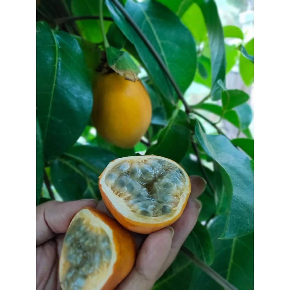 ต้นเสาวรสอาวาย พันธุ์เหลืองหวานหอมอร่อย ขอบอก
