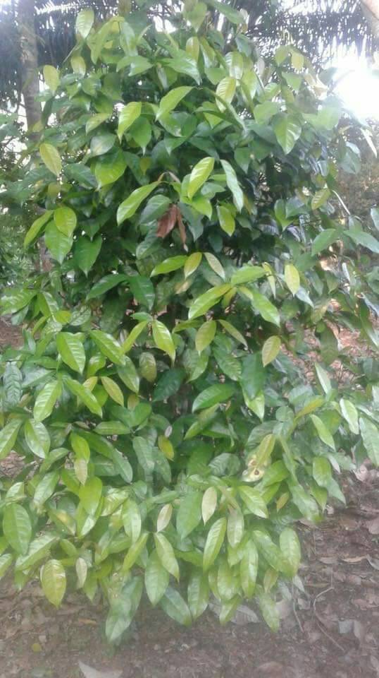 ผักเหลียง ใบเหลียง ใบเหมียง ต้นเหลียง