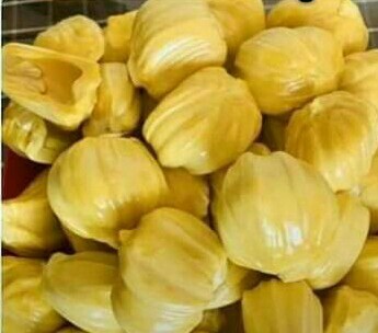 ต้นขนุนไร้เมล็ดเพชรน้ำผึ้ง