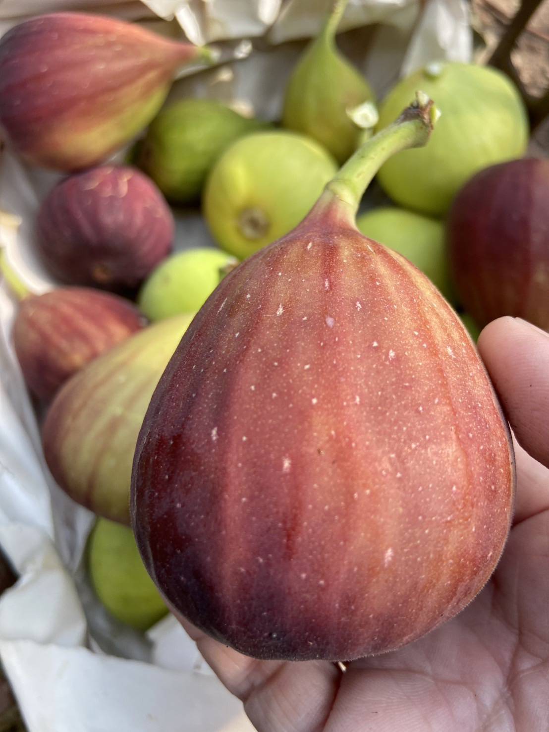 ต้นมะเดื่อฝรั่งbtm 6 ญี่ปุ่น กระถาง 8 นิ้วพร้อมส่ง