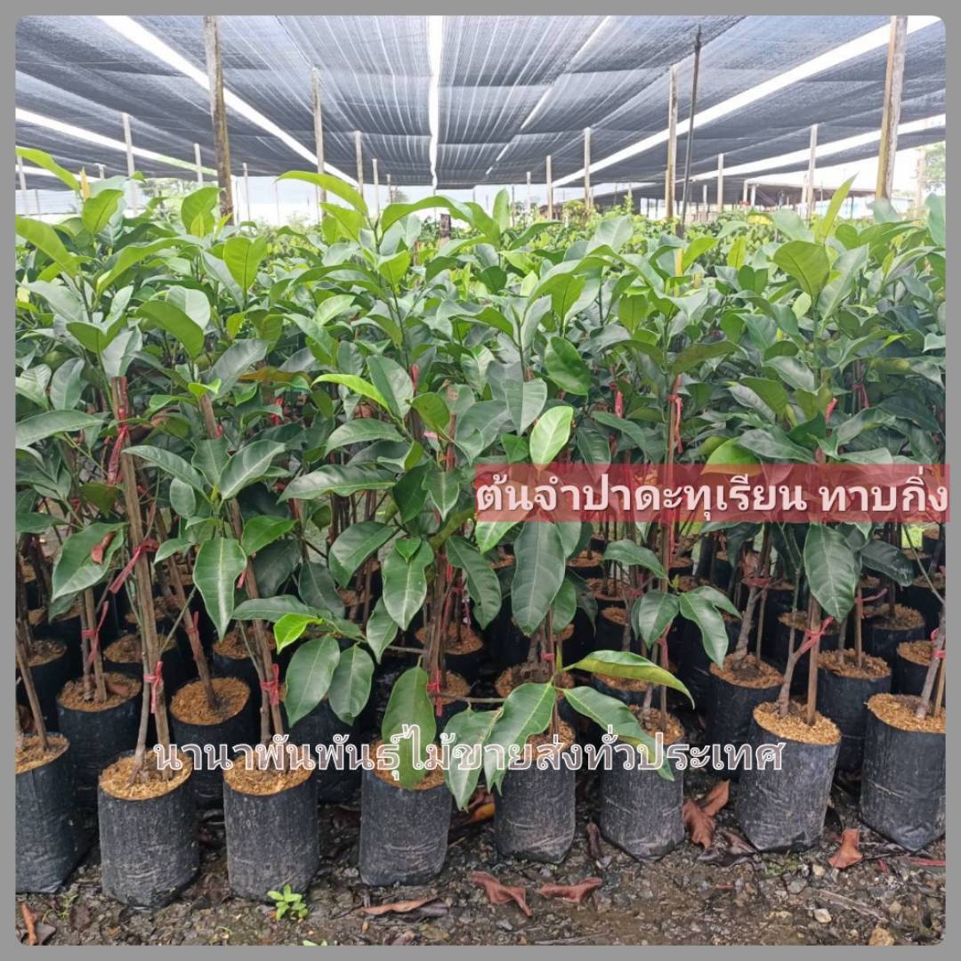ต้นจำปาดะทุเรียน จำปาดะ กิลิ่นทุเรียน หอมหวานอร่อย ต้นพันธุ์ทาบกิ่ง พร้อมส่งคะ