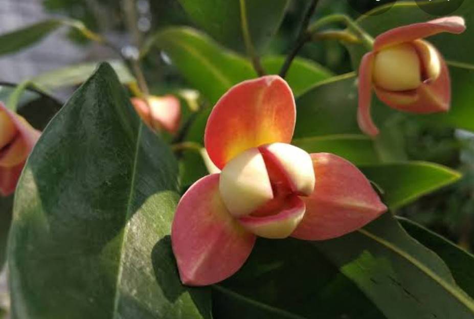 🌺"ลำดวนแดง” นับเป็นพันธุ์ไม้พื้นเมืองที่หายาก