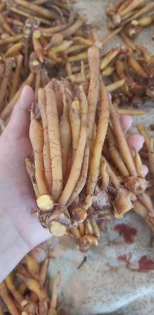 กระชาย ออแกนิค 500กรัม