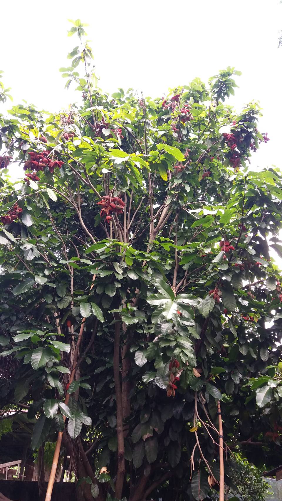 #ต้นเกาลัดไทย ต้นทาบ รสชาดหวานมันอร่อย