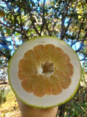 ส้มโอ ไร้สารพิษ100% 1 ก.ก.