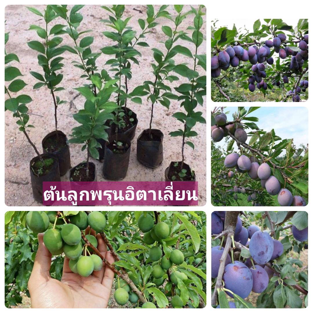 🌿ต้นลูกพรุน อิตาเลี่ยน เสียบยอด