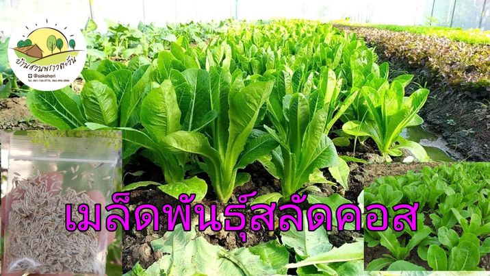 เมล็ดพันธุ์สลัดคอส 1ช้อนโต๊ะ 2,000-3,000 เมล็ด