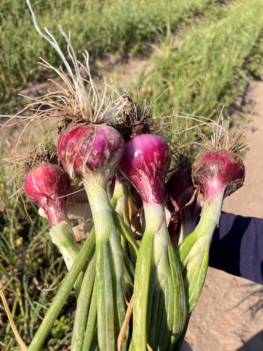 หอมแขก 1 กก.