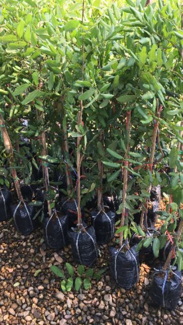 ต้นลำในปิงปอง ลำใยเวียดนาม ลูกใหญ่เท่ากับลูกปิงปอง ลูกดกทวาย