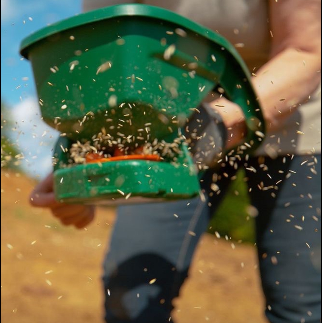 (500กรัม)เมล็ดหญ้านวลน้อยนำเข้า (Hybrid Zoysia)จากฟาร์มชั้นนำพร้อมคู่มือการปลูก+น้ำยาแช่เมล็ด