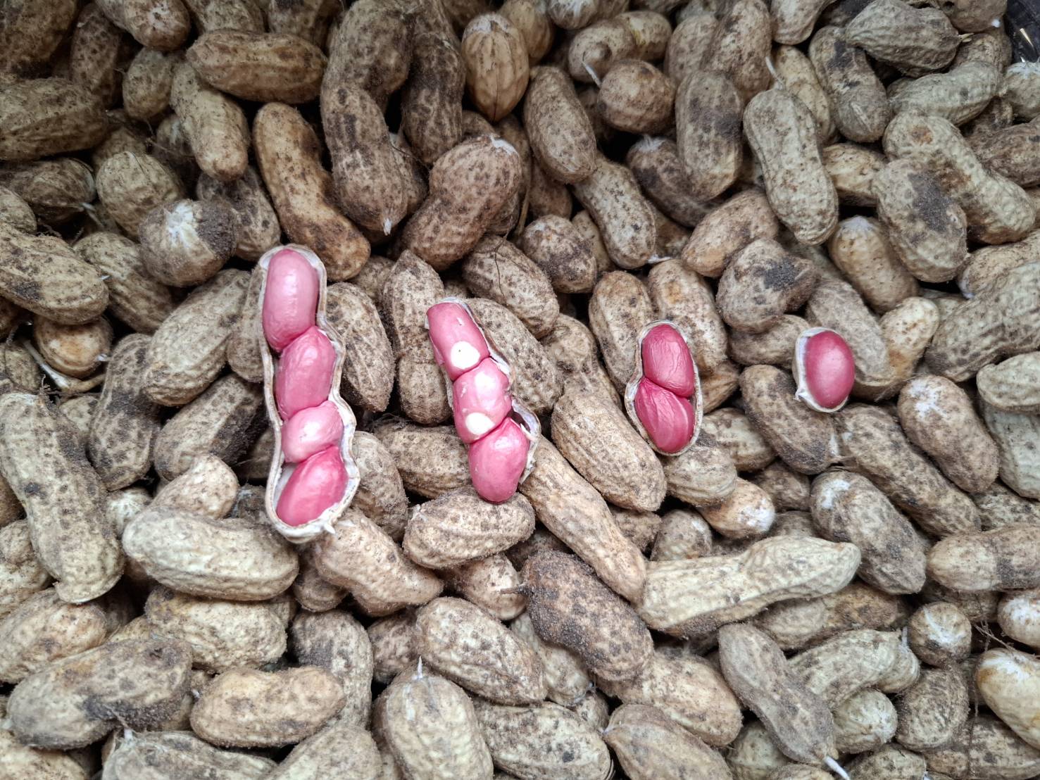 ถั่วลิสงสดอินทรีย์ไร้สารพิษ 1kg