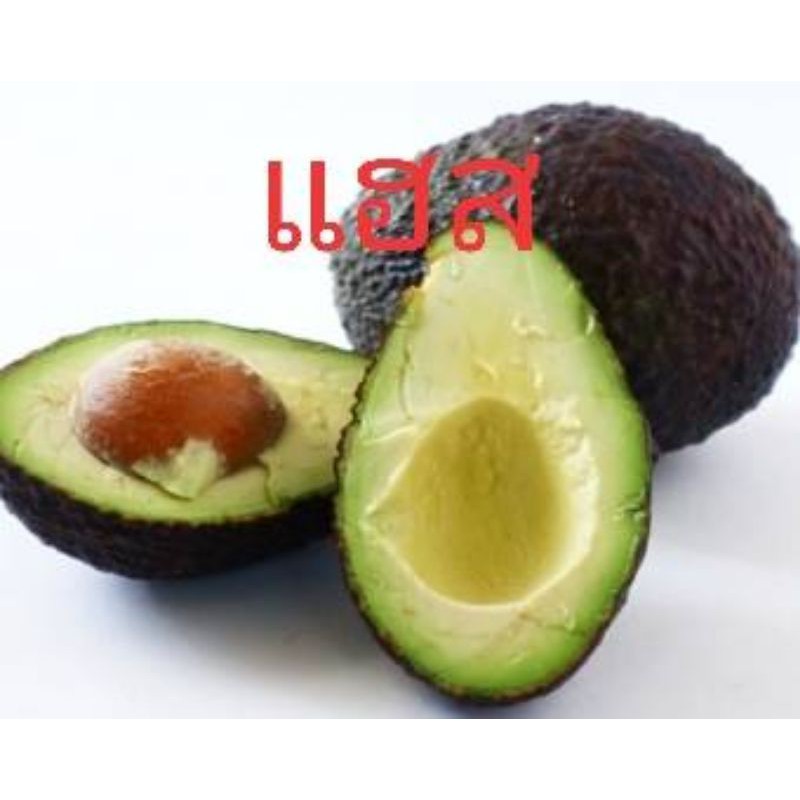 🥑🥑ต้นอโวคาโดแฮส ทาบกิ่งสวยๆจ้า