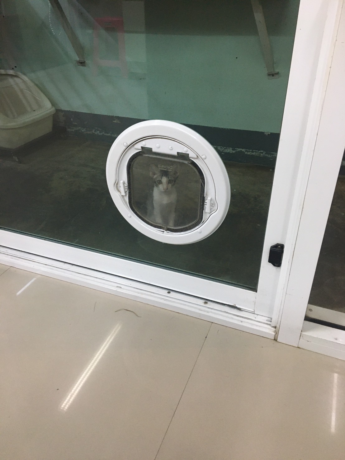 Door for pet ประตูแมว