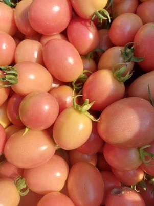 มะเขือเทศสีดา บรรจุ500กรัม