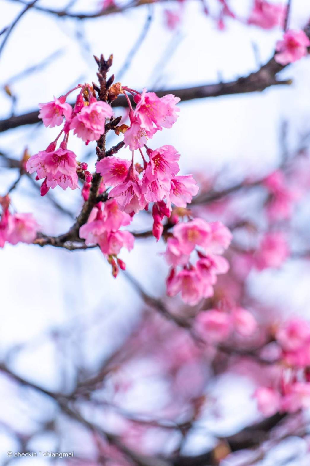 ต้นพญาเสือโคร่ง ซากุระเมืองไทย