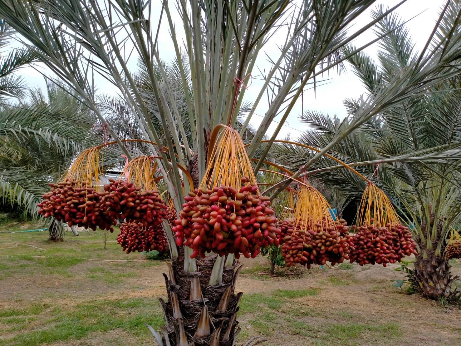 💢#ต้นอินทผาลัมสด เดกเลทนัวร์ " Date Palm : Deglet Nour "