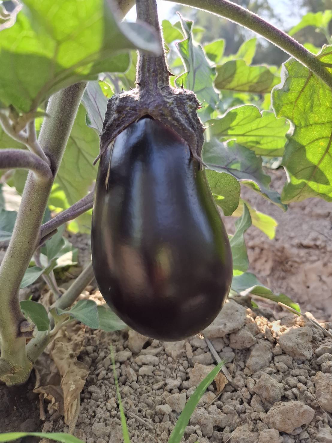 มะเขือนีออน 1 กก.