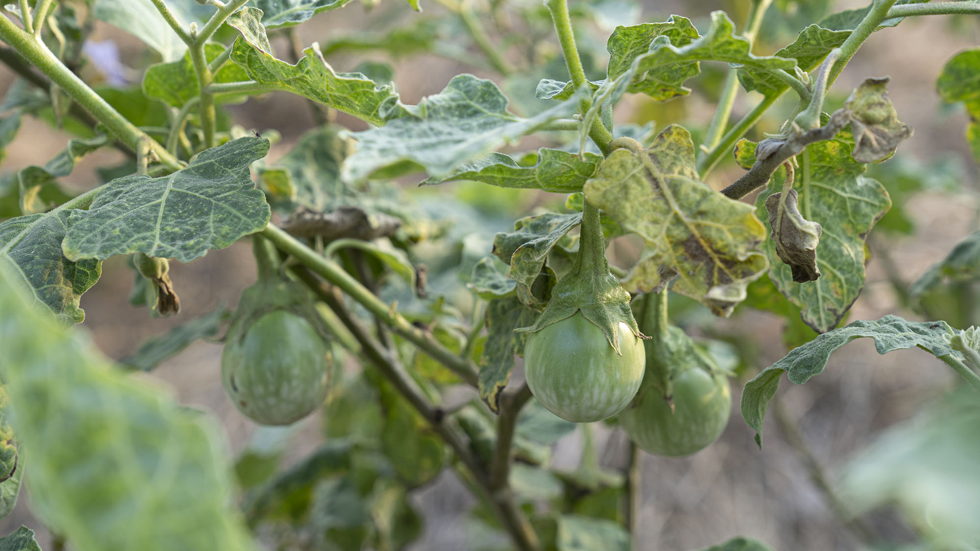 มะเขือแกงเขียวหวาน (มะเขือเปราะ) บรรจุ 500กรัม