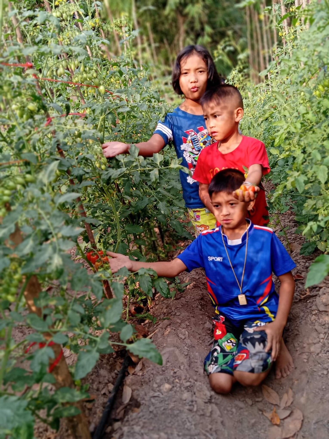 มะเขือเทศลูกท้ออินทรีย100%